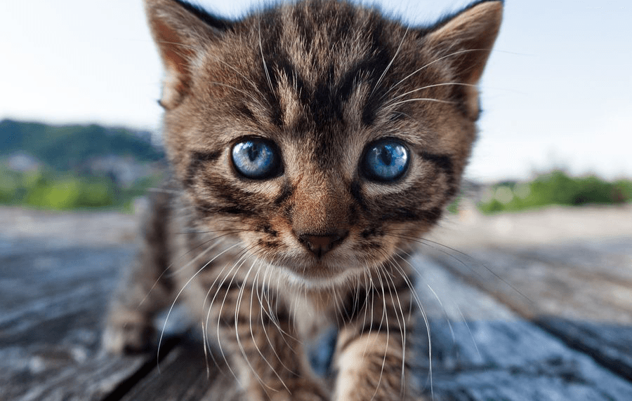 Логотип любой сложности